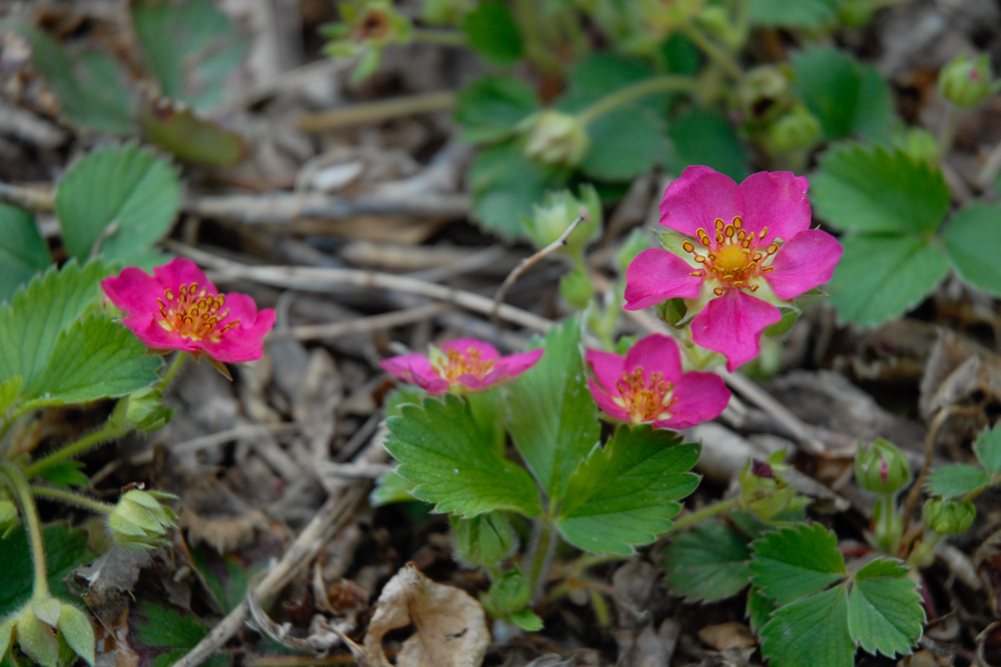 Pink Panda Strawberry